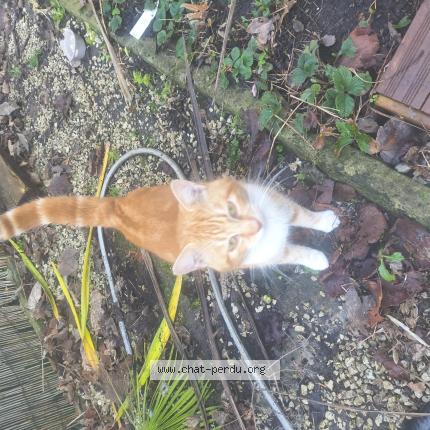 Photo 1/1 Chat trouvé Trouvé à Grez doiceau