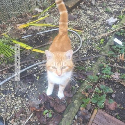 Photo 1/1 Chat trouvé Trouvé à Grez Doiceau