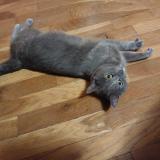 Photo de chat trouvé à La Boissiere