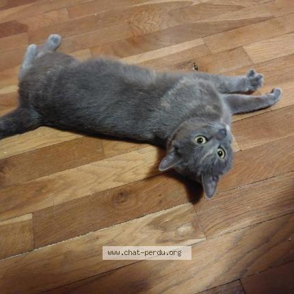 Photo 1/1 Chat trouvé Trouvé à La boissiere