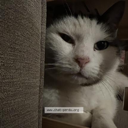 Photo 1/1 Toti Chat perdu à Chauray