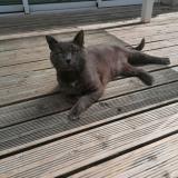 Photo de chat perdu à Aytre