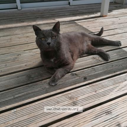 Photo 1/1 Mimi gris Chat perdu à Aytre