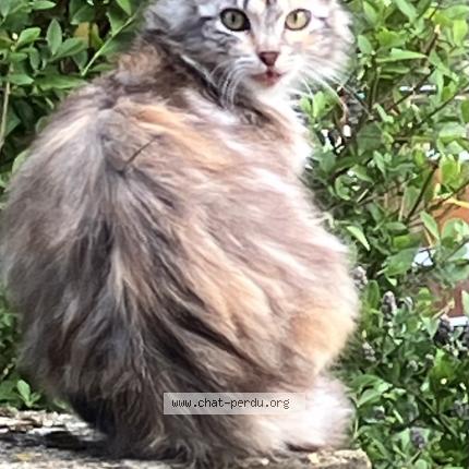 Photo 1/1 Chat retrouvé Perdu à Poses