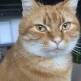 Photo de chat perdu à Cappelle La Grande