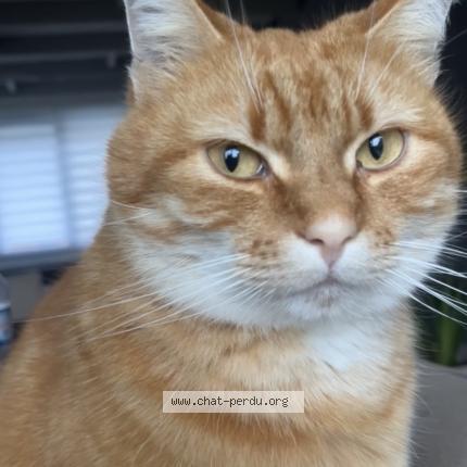 Photo 1/1 Garfield Chat perdu à Cappelle la grande