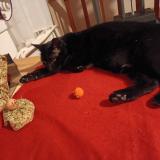 Photo de chat perdu à Saint Hippolyte