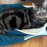 Photo de chat perdu à Rosny Sous Bois