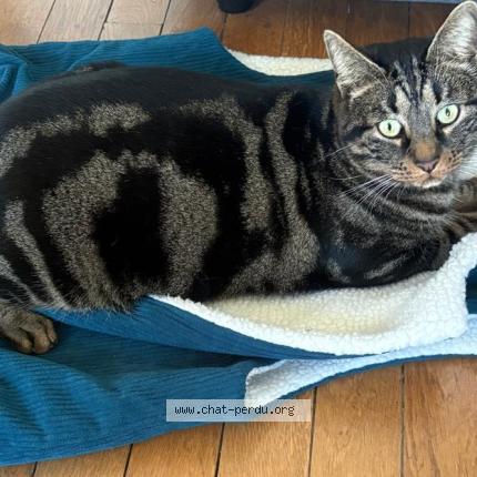 Photo 1/1 M&eacute;liodas Chat perdu à Rosny sous bois