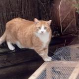 Photo de chat perdu à Strasbourg