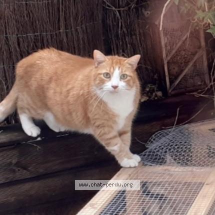 Photo 1/1 Claudine Sittler Chat perdu à Strasbourg