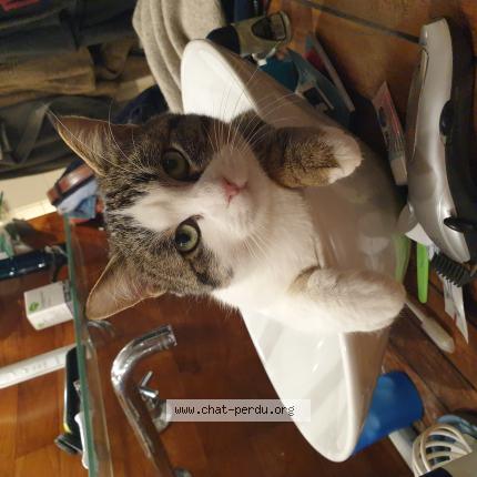 Photo de chat perdu à Voglans