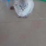 Photo de chat perdu à Le Rouret