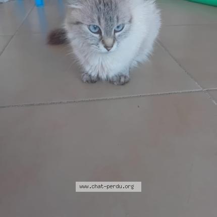 Photo 1/1 nenette Chat perdu à Le rouret