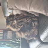 Photo de chat perdu à Serignan