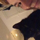 Photo de chat perdu à Bellac