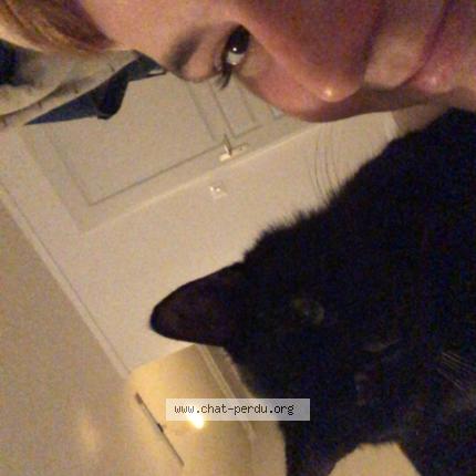 Photo 1/1 Aiko Chat perdu à Bellac