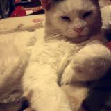 Photo de chat perdu à Montmagny