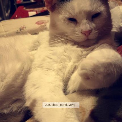 Photo 1/2 Kitty Chat perdu à Montmagny