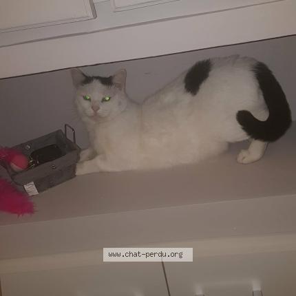 Photo 2/2 Kitty Chat perdu à Montmagny