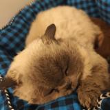 Photo de chat perdu à Pontault Combault