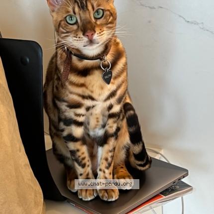 Photo 1/1 Ralph Chat perdu à Embourg