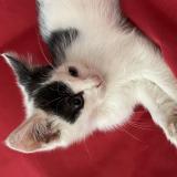 Photo de chat perdu à Ernee