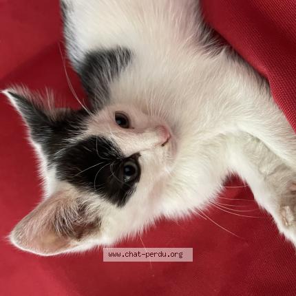 Photo 1/1 Niro Chat perdu à Ernee