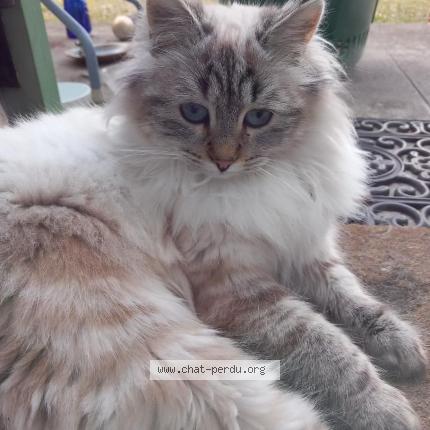 Photo 2/3 Chat trouvé Trouvé à La terrasse