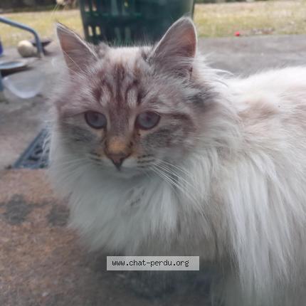 Photo 3/3 Chat trouvé Trouvé à La terrasse