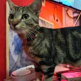 Photo de chat perdu à Saint Hilaire De Riez