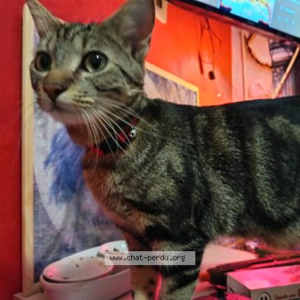 Photo 1/1 florence groux Chat perdu à Saint hilaire de riez