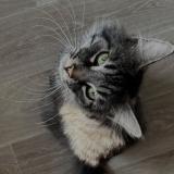 Photo de chat perdu à Bethune