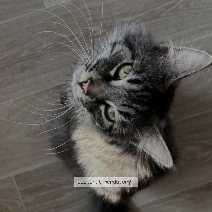 Photo 1/1 Garcon Chat perdu à Bethune