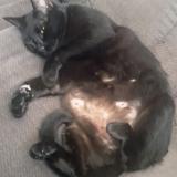 Photo de chat perdu à Gilmer