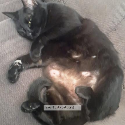 Photo 1/1 Little Jack Chat perdu à Gilmer