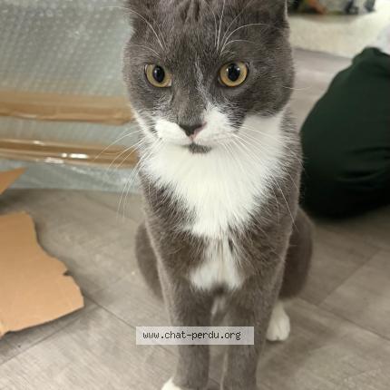 Photo 1/1 Chat retrouvé Perdu à Paris