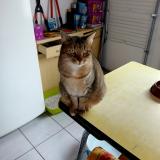 Photo de chat perdu à Novillars