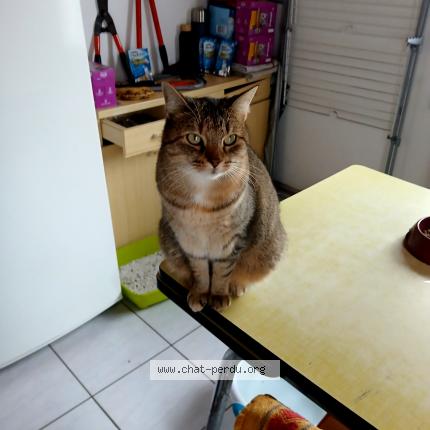 Photo 1/1 mlml Chat perdu à Novillars