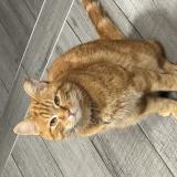 Photo de chat perdu à La Bresse