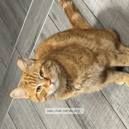 Photo 1/1 Mirou Chat perdu à La bresse