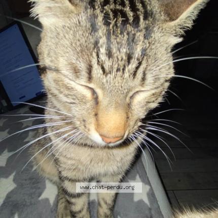 Photo 1/1 Andy Chat perdu à Beaumont de lomagne