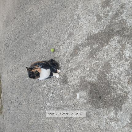Photo 1/1 Caline Chat perdu à Novillars