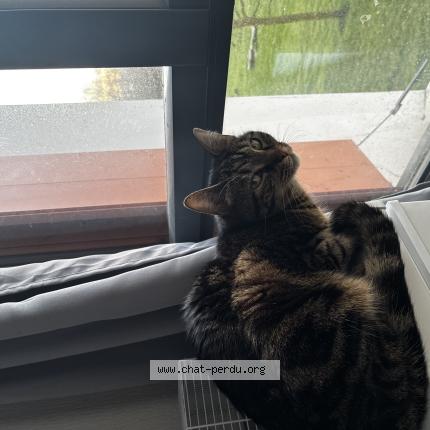 Photo 1/1 Uska Chat perdu à Bayonne