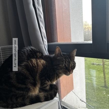 Photo 1/1 Chat retrouvé Perdu à Bayonne