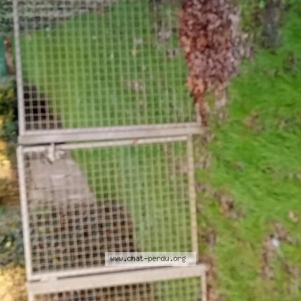 Photo 1/1 Chat trouvé Trouvé à Saint malo