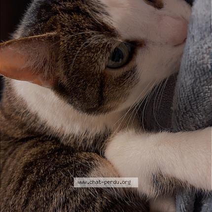 Photo de chat perdu à Bischwiller