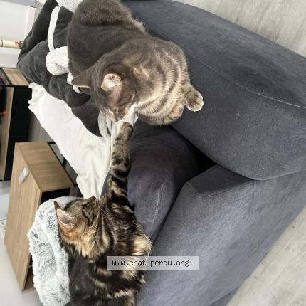 Photo 1/1 Simba Chat perdu à Pabu