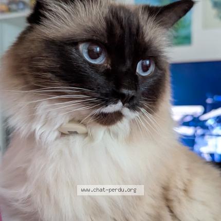 Photo de chat perdu à Rosny Sous Bois