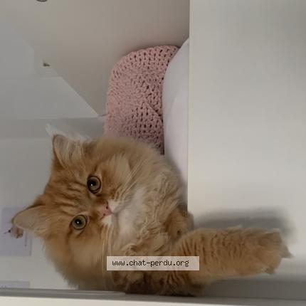 Photo de chat perdu à Caen